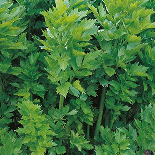 Suffolk Herbs - Lovage Seeds