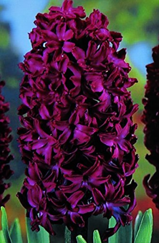 5 Hyazinthen Woodstock duftend Blumenzwiebeln