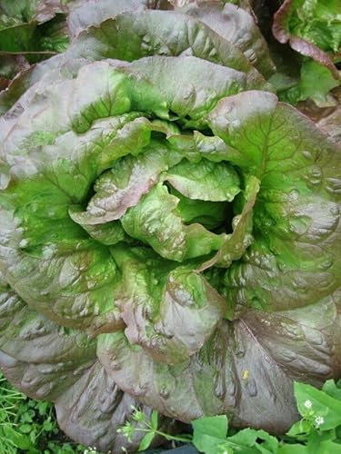 Buy4seeds Lettuce RED Romaine COS 1400 Seeds Easy to Grow Garden Yard Patio