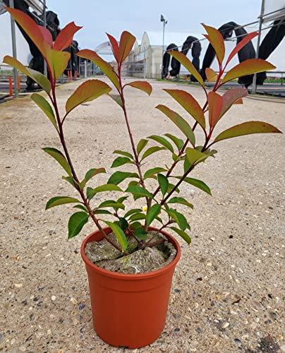 POWERS TO FLOWERS - PHOTINIA RED ROBIN, FOTINIA CLASSICA, PIANTA PER SIEPE, VASO 17CM DIAMETRO, ALTEZZA MINIMA 50CM, piante vere