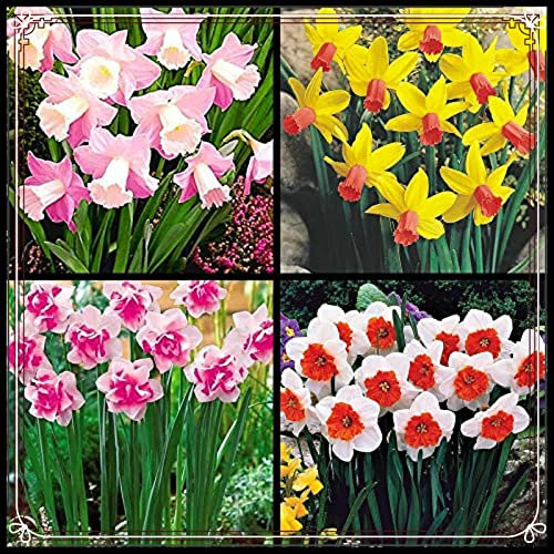 Narzissenzwiebel-Winterhart MehrjäHrig,Narzissen Zwiebeln,Narzissen Pflanzen,Narzissen Knollen Winterhart,Bonsai Pflanze-8zwiebeln-d