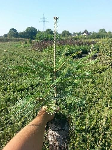 5st. Weißtanne 30-40cm im Topf Jungpflanzen – Abies alba | Heimische Forstpflanze & Nadelbaum | Robuste, immergrüne Tannen für Wald, Garten & Aufforstung