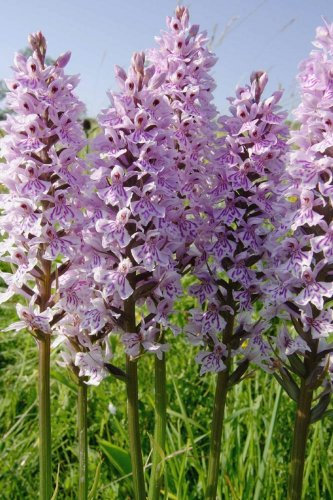 JustSeed - Wild Flower (British) - Common Spotted Orchid - Dactylorhiza fuchsii - 5000 Seed