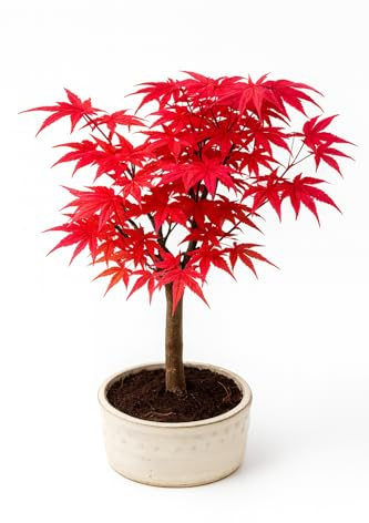 Bonsai Baum mit Keramik Blumentopf - Ligustrum, Ficus, Carmona, Podocarpus, Chinese elm - ca. 6-9 Jahre (12 cm Schale, Acer Deshojo P12)