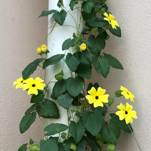 Semi di Susan dagli occhi neri rare, decorazione del soggiorno la Susanna dagli occhi neri da balcone perenni resistenti di recisi, 500pcs