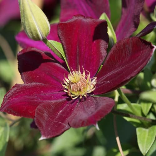 Carbeth Plants 1 x Clematis Volcano Climbing Plant in 9cm Pot - Deep Red Summer Flowering Garden Ready Shrub - Deciduous Outdoor Climber for Walls, Fences or Trellis
