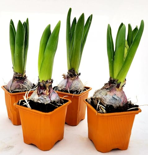 POWERS TO FLOWERS - SET 4 BULBI GIACINTO PROFUMATO ARANCIO, piante vere