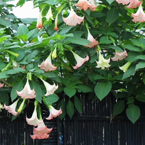 engelstrompete pflanze samen、 blumen garten、pflanzen für sonnige plätze winterharte pflanzen für garten、SchöNe Topfpflanze samen anzucht、pflanzen winterhart draußen bonsai 50pcs