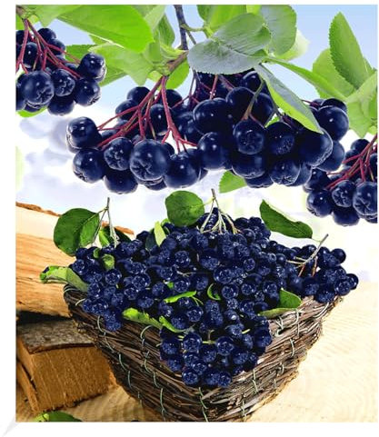 BALDUR Garten Vitaminbeere Apfelbeere 'Aronia Viking', 1 Pflanze, Aronia melanocarpa, winterhart, mehrjährig, pflegeleicht, blühend, Aroniabeere, selbstfurchtend, Obst-Rarität