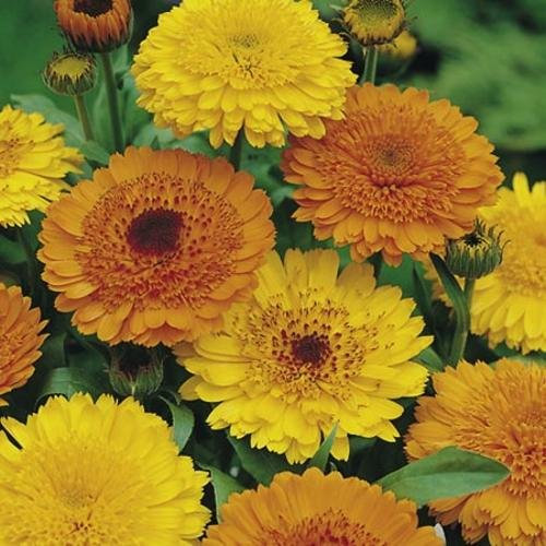 Mélange de graines de calendula pour le carnaval d'été
