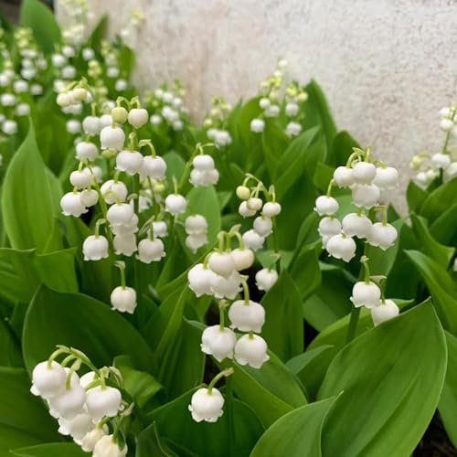 200 Graines de Muguet Vivace Parfumé | Plante Facile à Cultiver pour Jardin Ombragé | Fleurs Blanches de Printemps