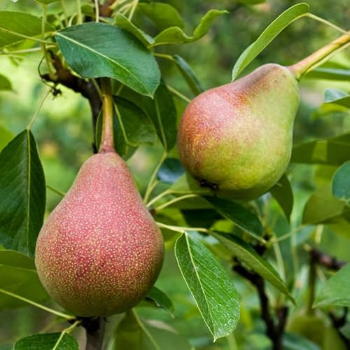 Pyrus Communis Bonne Louise Davranches - Poirier 120 cm en Pot - Plante En Pot - Floraison Mars - Hauteur 120cm