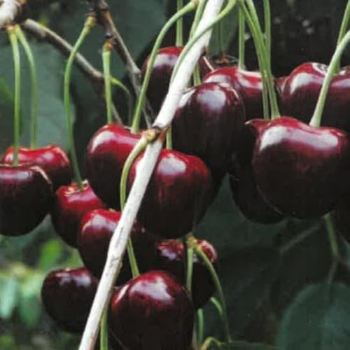 PIANTA DA FRUTTO CILIEGIA BIGARREAU BURLAT in vaso 20 età 2/3 anni