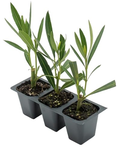 3 Pink Oleander in 2.5” Nursery Cubes (Nerium Oleander) | Fast-Growing Evergreen Flowering Shrub for Privacy Screens, Hedges, and Borders | Ready-to-Plant Live Starter Plants