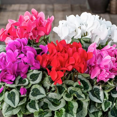 Graines de fleurs de cyclamen 100 pièces mélangées