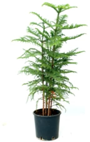 Planta natural Araucaria, 100-110 cm. Árbol perenne, de hojas en forma de aguja, de aspecto simétrico y elegante. Segura Garden.