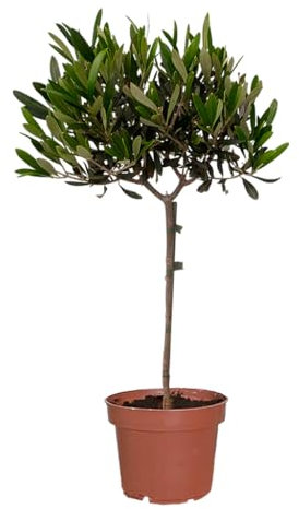 Großer Olivenbaum – Olea Europaea – 110 bis 120 cm Höhe – Ungiftig für Kinder & Tiere – Mediterraner Baum für Balkon & Terrasse – Pflegeleicht & frisch aus der Gärtnerei – Topf 19–21 cm – Green Me Up