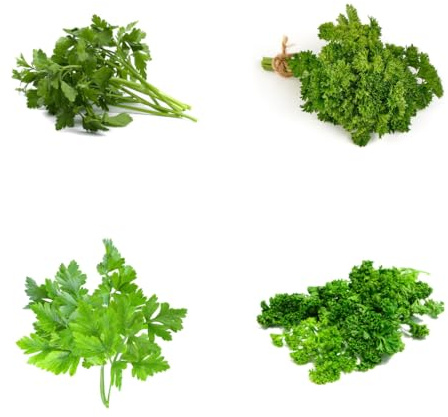 semi di prezzemolo biologico resistenti di prezzemolo perenne da giardino di invernali, giardino 250pcs