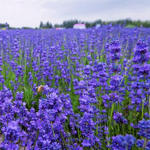semillas resistentes de lavanda raras, decoración sala estar lavanda silvestres perennes resistentes cocina, balcón 400pcs