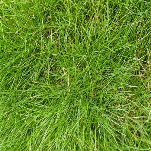 Festuca gautieri - Festuca gautieri - 6 plantas - diámetro 9 cm - altura 10-25 cm - hierba ornamental perenne - Fácil de limpiar y compatible con la sequía para arriates y jardín de rocas