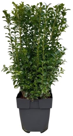 Buxus sempervirens – 6 piante per 1 metro lineare – bosso comune – pianta di siepe sempreverde in vaso da 17 cm – altezza circa 45 cm – impermeabile e facile da pulire per siepi