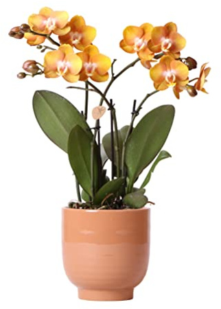 Kolibri Orchids | Orange Phalaenopsis-Orchidee Las Vegas im cognacfarbenen glasierten Topf - Topfgröße Ø12cm