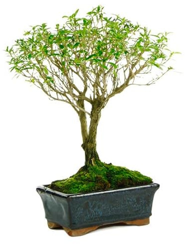 Bonsái de Serissa Phoetida Natural Árbol de Hoja Perenne