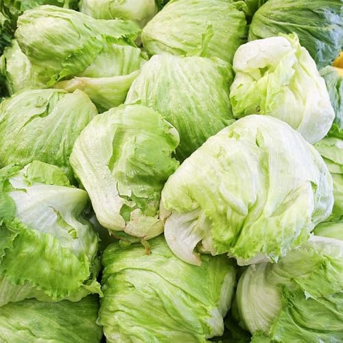 semi di lattuga iceberg di antichi lattuga iceberg fresca verdi da appartamento resistenti da giardino resistenti perenni 2000pcs