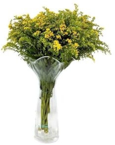JARDIN202 - Solidago | Flor Natural | Ramo de 25 tallos | Amarillo | 80cm de alto