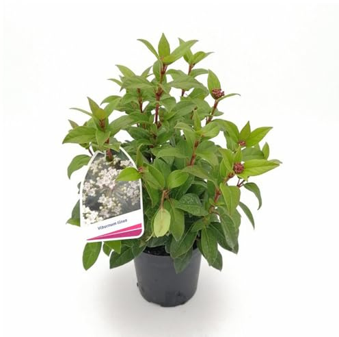 Viburnum tinus (“Laurustino”) 3 Piante in Vaso | Arbusto Sempreverde Fiorito in Inverno, Fogliame Lucido, Facile Coltivazione, Ideale per Siepi, Bordure e Giardini Mediterranei