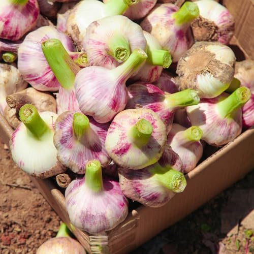 ajo - plantar ajo orgánicas para cubrir el suelo Semillas de hortalizas y medicinales para balcón Semillas resistentes en contenedores, interior 500semillas