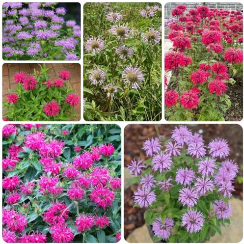 Semi di melissa ortica indiana resistenti per il giardino, resistenti di ortica indiana selvatici da balcone, recisi, 60pcs