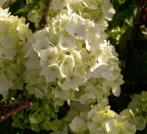 Trädgårdshortensia Mme Emile Mouillère – Hydrangea macrophylla 'Mme Emile Mouillère' –