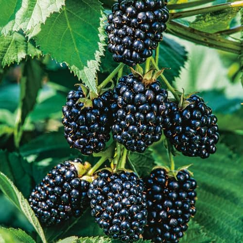 Garten-Schlüter® Dornenlose Brombeere 'Navaho® The Big Easy®', große Früchte, robust, sehr aromatisch, saftig, süß, mit wenig Säure, im 3 Liter Topf, winterhart