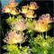 Redefun Solar Lights Outdoor Garden, Upgraded 3-Flower Solar Flower Lights for Yard Decor, IP65 Waterproof Decorative Flower Ornaments for Lawn Patio Porch Flowerbed Pathway Cemetery Decorations(4Pcs)