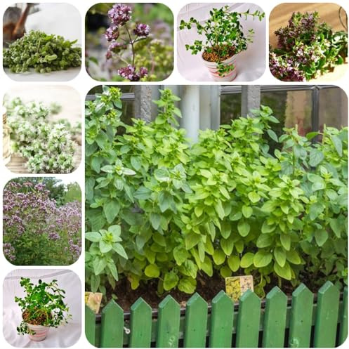 Semillas de mejorana, variedades antiguas, origanum majorana, semillas de silvestres de jardín orgánicas 150pcs