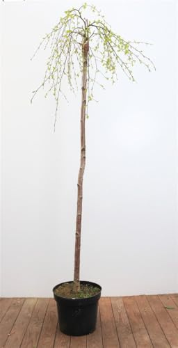 Hängebirke Betula pendula Youngii 180 cm Stammhöhe winterhart