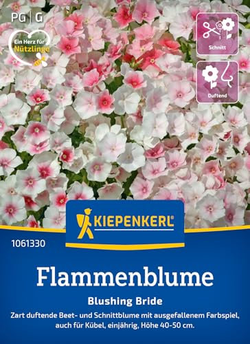 Kiepenkerl Flammenblumensamen Blushing Bride 1061330 – duftende Beet- und Schnittblume mit ausgefallenem Farbspiel - Pflanzensamen, Blumenmischung, Saatgut