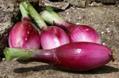 Semi di Cipolla Dolce di Tropea Lunga, 300 Semi, Allium Cepa, Orto Biologico
