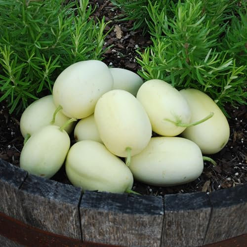 PREMIER SEEDS DIRECT - Cucumber - Dragon Egg - 25 Seeds