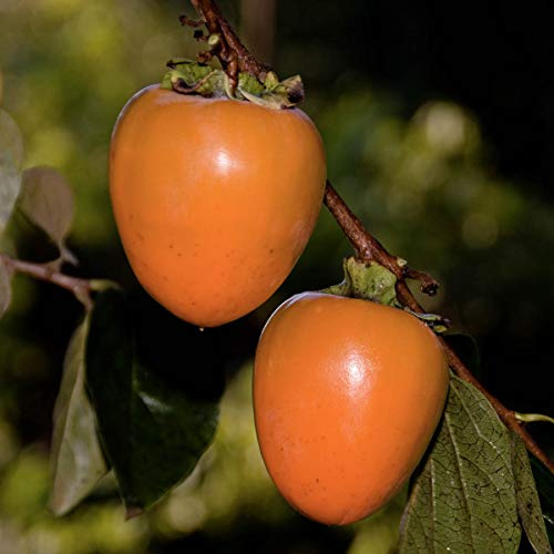 GURNEY'S - Fuyu Jiro Persimmon Diosypros Dormant Bare Root Starter Fruit Tree - Due to resctrictions Can't Ship to California
