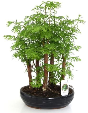 Bonsai Plant Mix in Ceramic Pot - Tender Perennial – Houseplant - Indoor Display - 1x 16cm Potted Plant by Thompson & Morgan