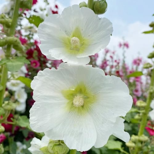 semi di malvarosa, malvarosa di esotici selvatici Decorazioni autunnali per un giardino resistente semi tappezzanti, all'inverno 350semi