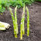 semillas de espárragos - comprar semillas de plantas de espárragos, macetas, plantas de jardín Plantas de sombra resistentes, hermosa planta en maceta. Planta perenne resistente, 200pcs
