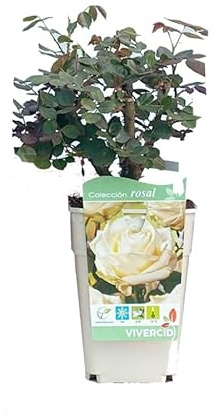 Rosal Grandiflora Blanco Natural - Flores Coloridas que Crean un Jardín Encantador