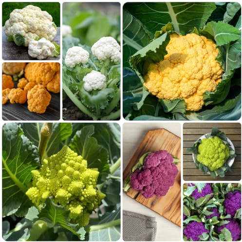 coliflor semillas de hortalizas resistentes semillas de coliflor jardín perennes resistentes variedades raras antiguos balcón invernadero Comprar hortalizas 300semillas