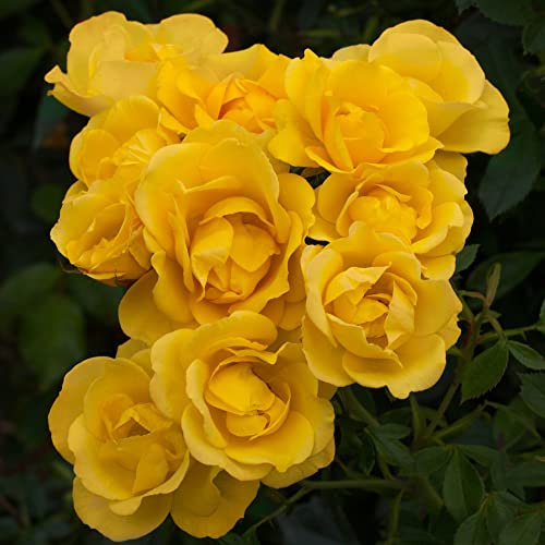 Bare Root Roses Plants 'Grandma's Rose' Floribunda Rose Hardy Shrub Scented Golden Blooms Easy to Grow Your Own Garden Flowers Supplied As 1x Bare Roots by Thompson and Morgan