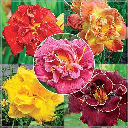 Taglilienzwiebeln,MehrjäHrige Zwiebelpflanzen,Winterhart Mehrjährig,Winterharte MehrjäHrige pflanzen,Wilde Taglilie, DraußEn Winterhart -8zwiebeln-D