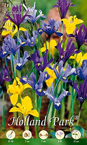 Holland Park 228250 Iris Mischung (10 Stück) (Iriszwiebeln)