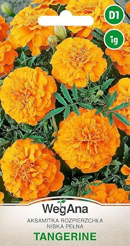 WegAna Seeds Caléndula Mandarina Naranja Pluma 1g - Anual - Poco exigente Plantas bajas - Plantas de jardín Plantas de balcón Abeja Pasto Flores Semillas